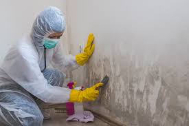 Trusted Silsbee, TX Mold Prevention & Removal  Experts